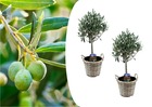Olea europaea - set de 2 - d'olivier dans un panier - pot 14cm - hauteur 50-60cm
