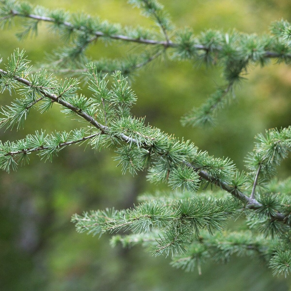 Cèdre du liban, cedrus libani pot de 20l - 150/175
