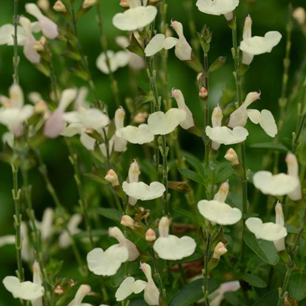 Sauge d'automne mirage™ cream pot de 3l - 20/40 cm