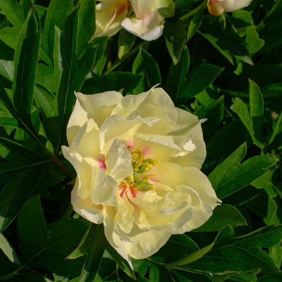 Pivoine itoh canary brilliants - la pièce en racine nue