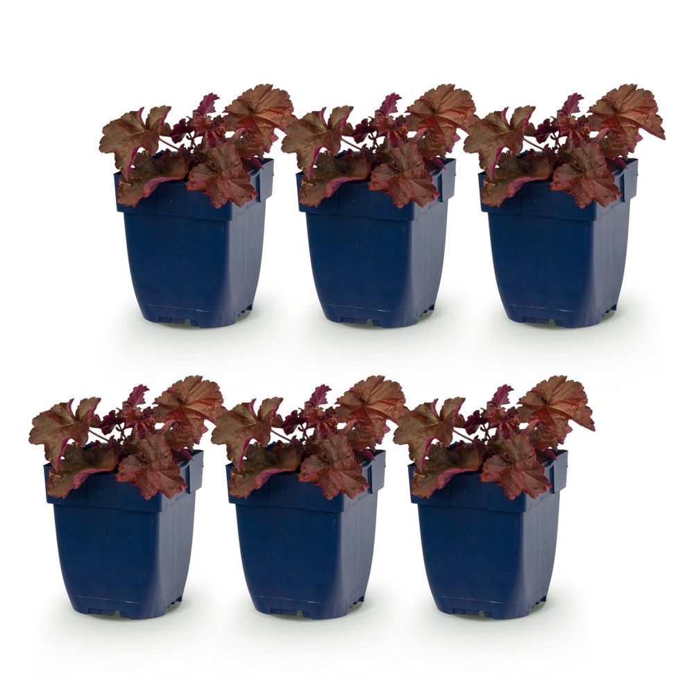 Heuchère 'palace purple' - lot de 6 - pot 11 cm - hauteur 25 cm - plante d'extérieur