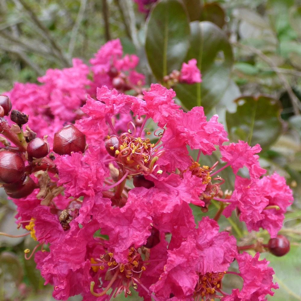 Lilas des indes with love® girl 'milarosa', lagerstroemia pot de 4l - 40/60 cm