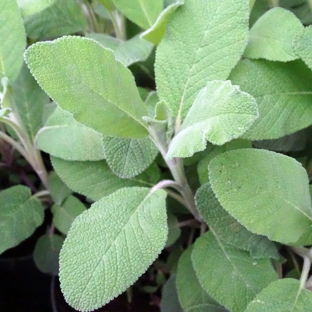 Sauge officinale 'berggarten' godet de 8/9 cm
