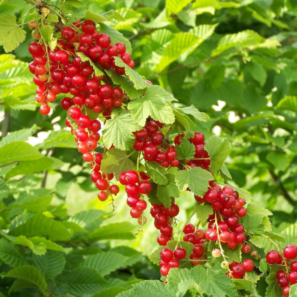 Groseillier à grappes junifer pot de 3l - 30/60 cm