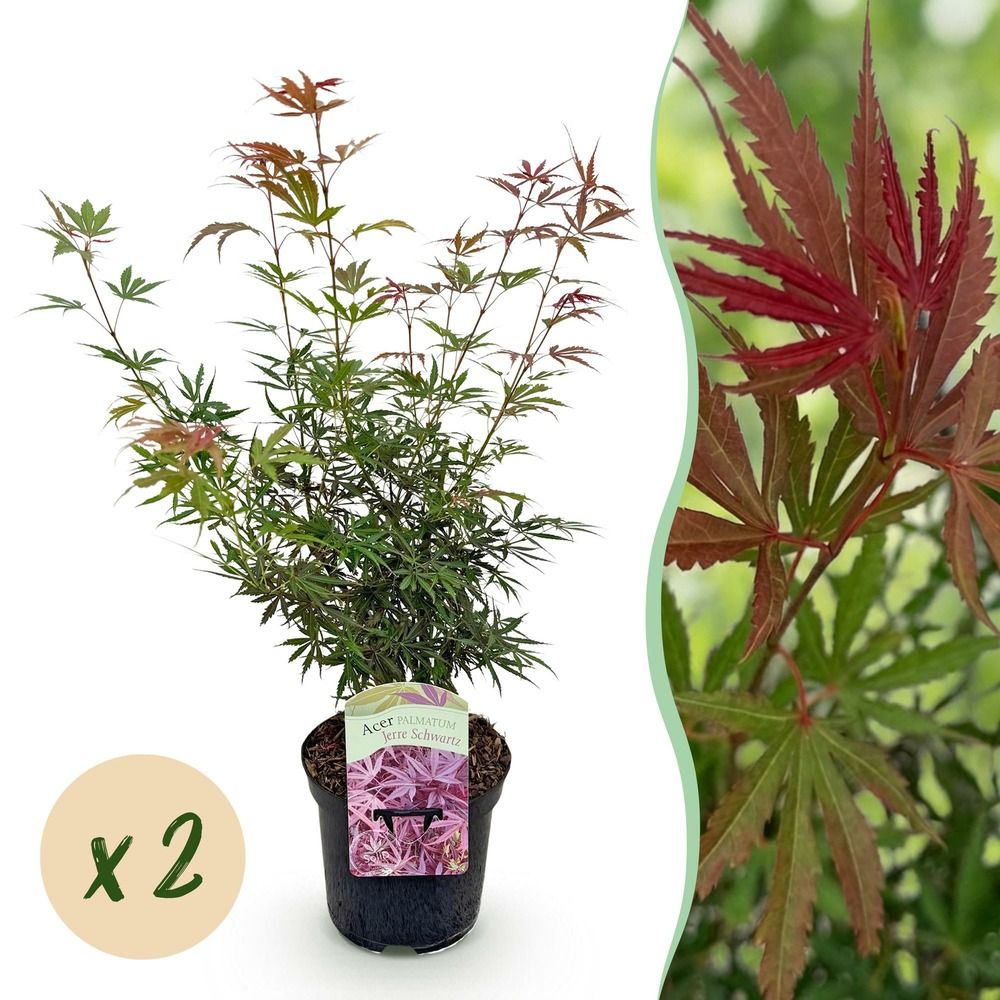 Érable du japon 'jerre schwartz' - lot de 2 - pot 19 cm - hauteur 70 cm