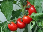 Sachet de graines de tomates montfavet - sachet de 0,2 gramme - petite entreprise française - made in france