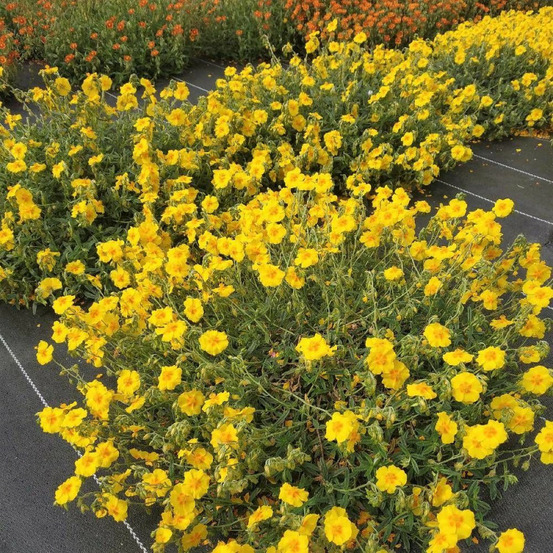 Hélianthème ben fhada godet - 5/20 cm