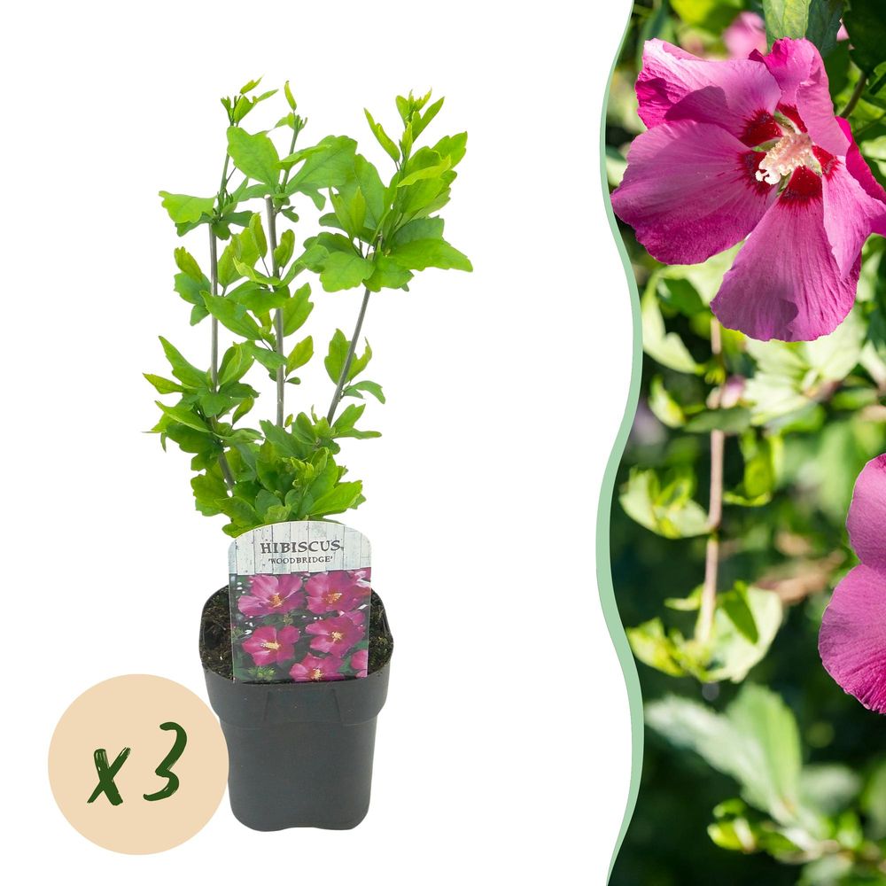 Hibiscus 'woodbridge' - lot de 3 - pot 17 cm - hauteur 45 cm