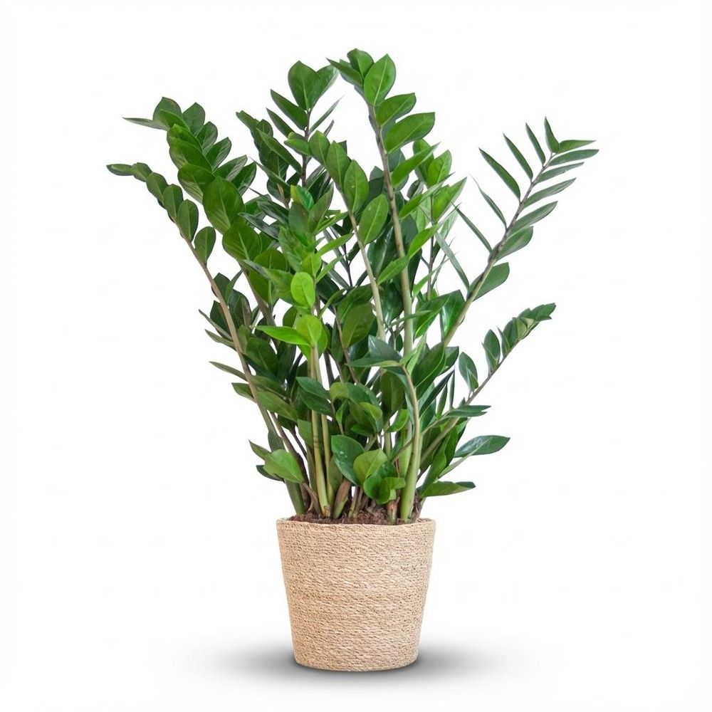 Zamioculcas zamiifolia - pot de 21cm - hauteur 80cm