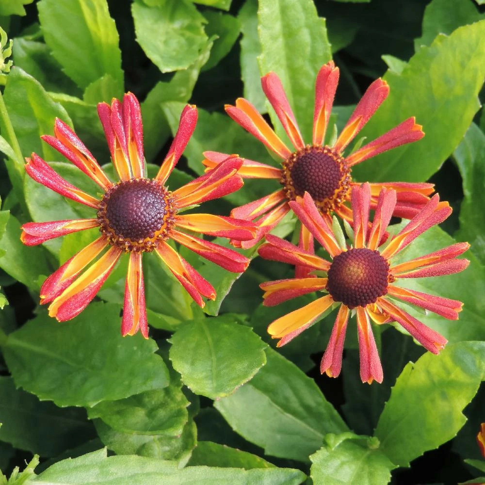 Hélénie loysder wieck, helenium godet - 5/20 cm