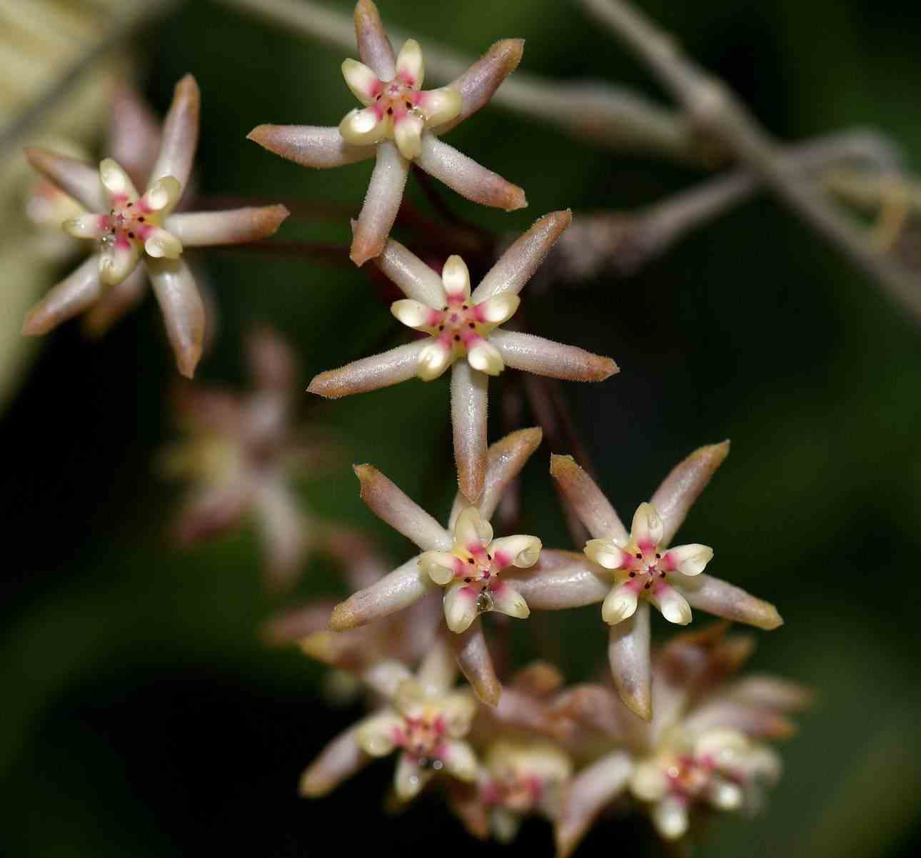 Hoya padangensis (fleur de porcelaine, fleur de cire) taille pot de 2 litres - 20/40 cm -
