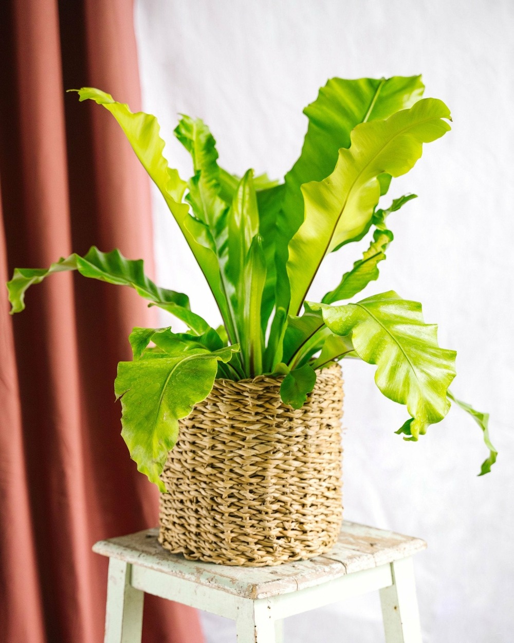 Fougère asplenium nidus 40cm - plante d'intérieur