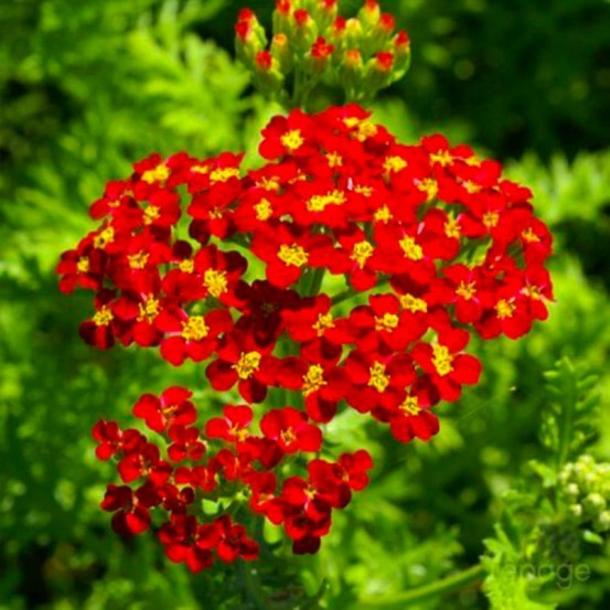 2 Achillées 'Fanal' (Achillea 'Fanal') - V…
