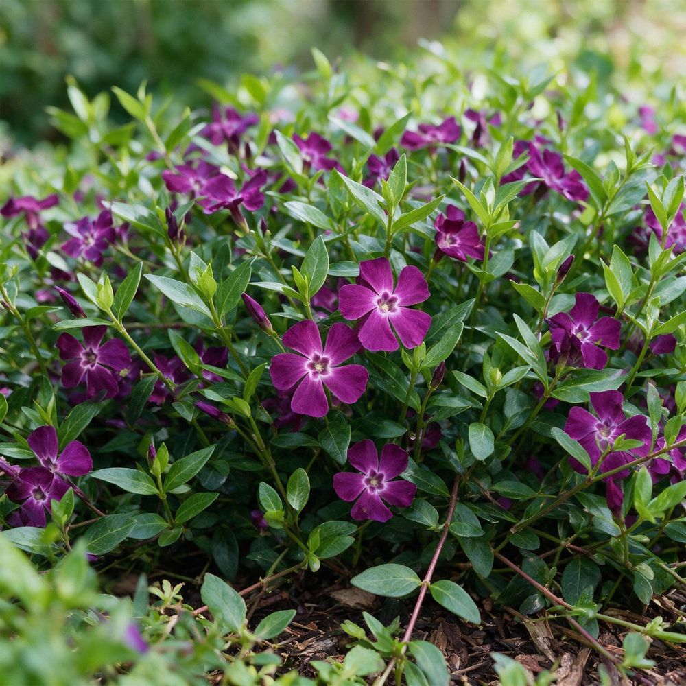 Petite pervenche 'atropurpurea' - couvre-sol persistant - pot de 11cm - hauteur 15-25 cm - plante d’extérieur - lot de 12