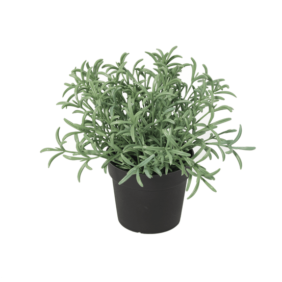 Helichrysum italicum plante artificielle - h18 cm - ø9 cm