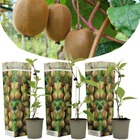 Kiwi actinidia 'jenny' - set de 3 - kiwi arbre fruitier a planter a jardin exterieur - pot 9cm - hauteur 20-40cm
