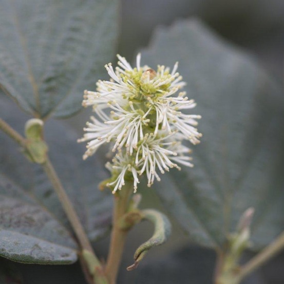 Fothergilla 'blue shadow' pot de 3l/4l