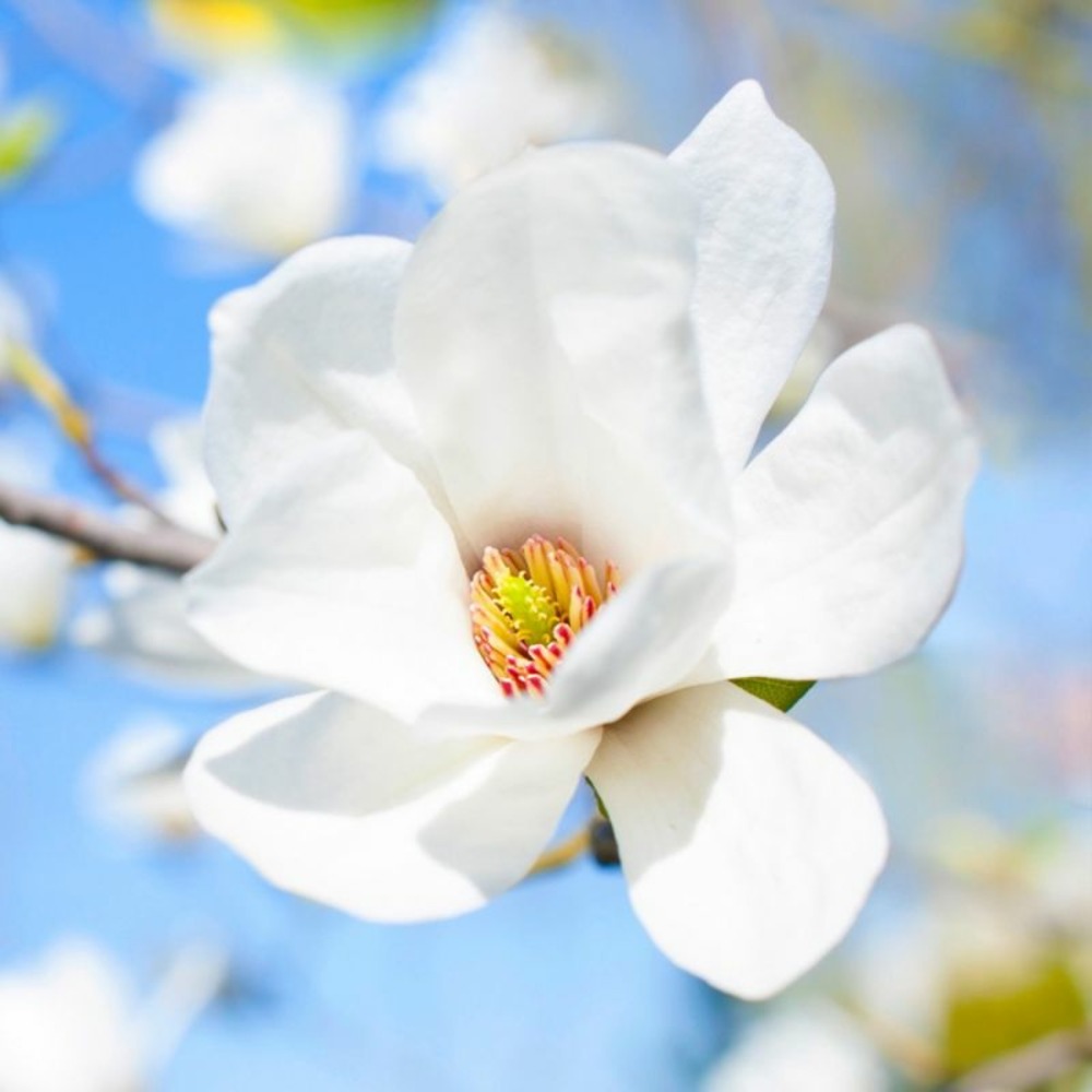 Magnolia de soulange 'alba superba' (magnolia soulangeana 'alba superba')