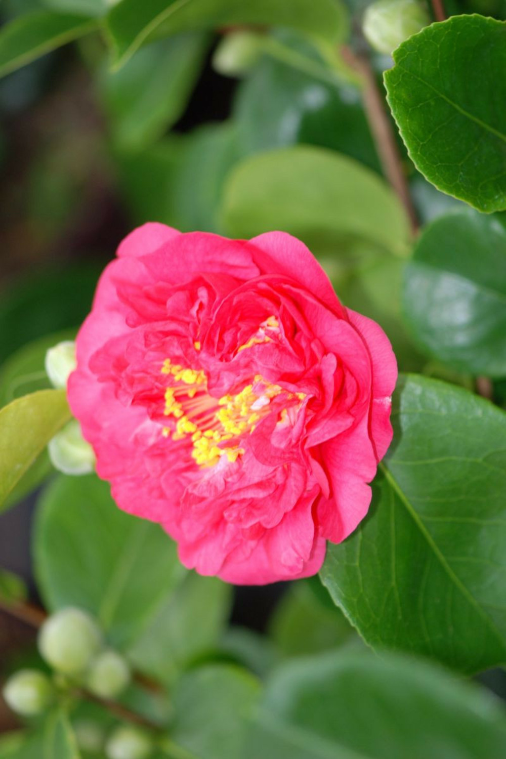 Camélia 'mrs r.l. Wheeler' - en pot de 7.5 litres