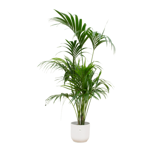 Combi deal - kentia palm inclusief elho vibes fold round blanc ø30 - h180 cm - ø30 cm