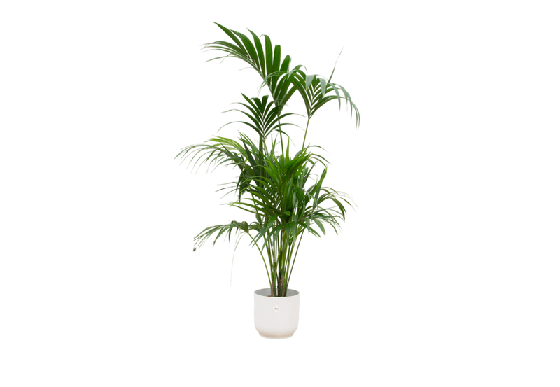 Bons Plans & Promotions plantes : fleurs, potager, fruitiers et plantes d’intérieur