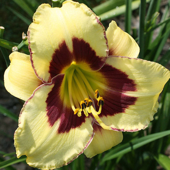 6 x lis d'un jour 'el desperado' - hemerocallis 'el desperado' - godet 9cm x 9cm