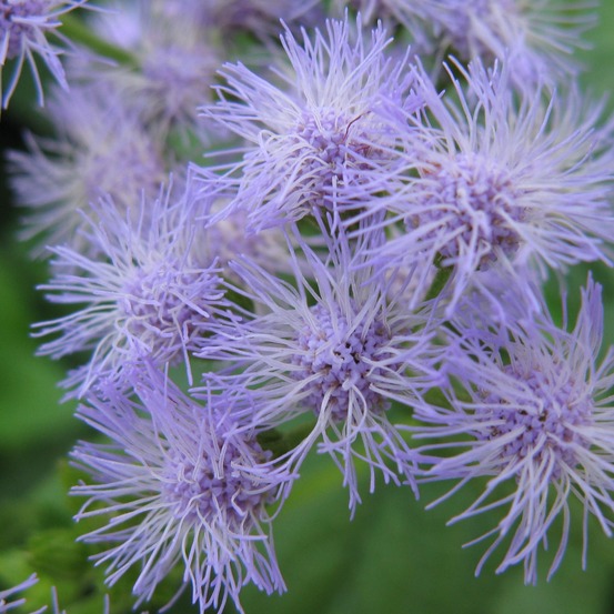 Eupatoire à port d'ageratum godet de 8/9 cm