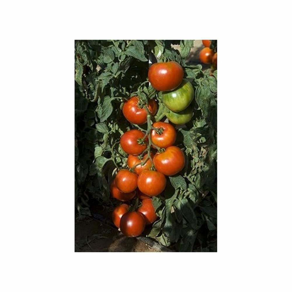 Graines de tomate pyros