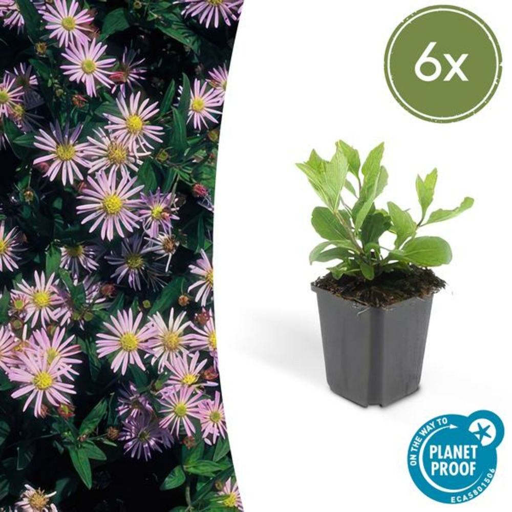 Aster du japon 'asran' x6 – entre 0,38 et 0,5m2