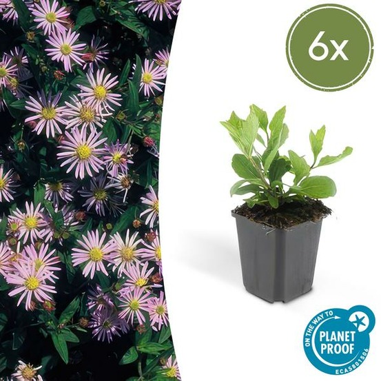 Aster du japon 'asran' x6 – entre 0,38 et 0,5m2