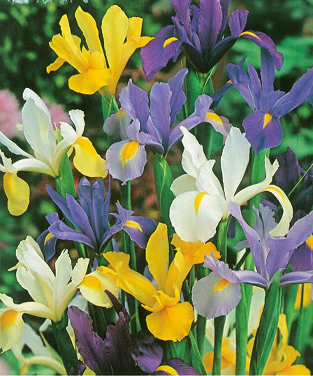 Iris de hollande melange - 20 bulbes