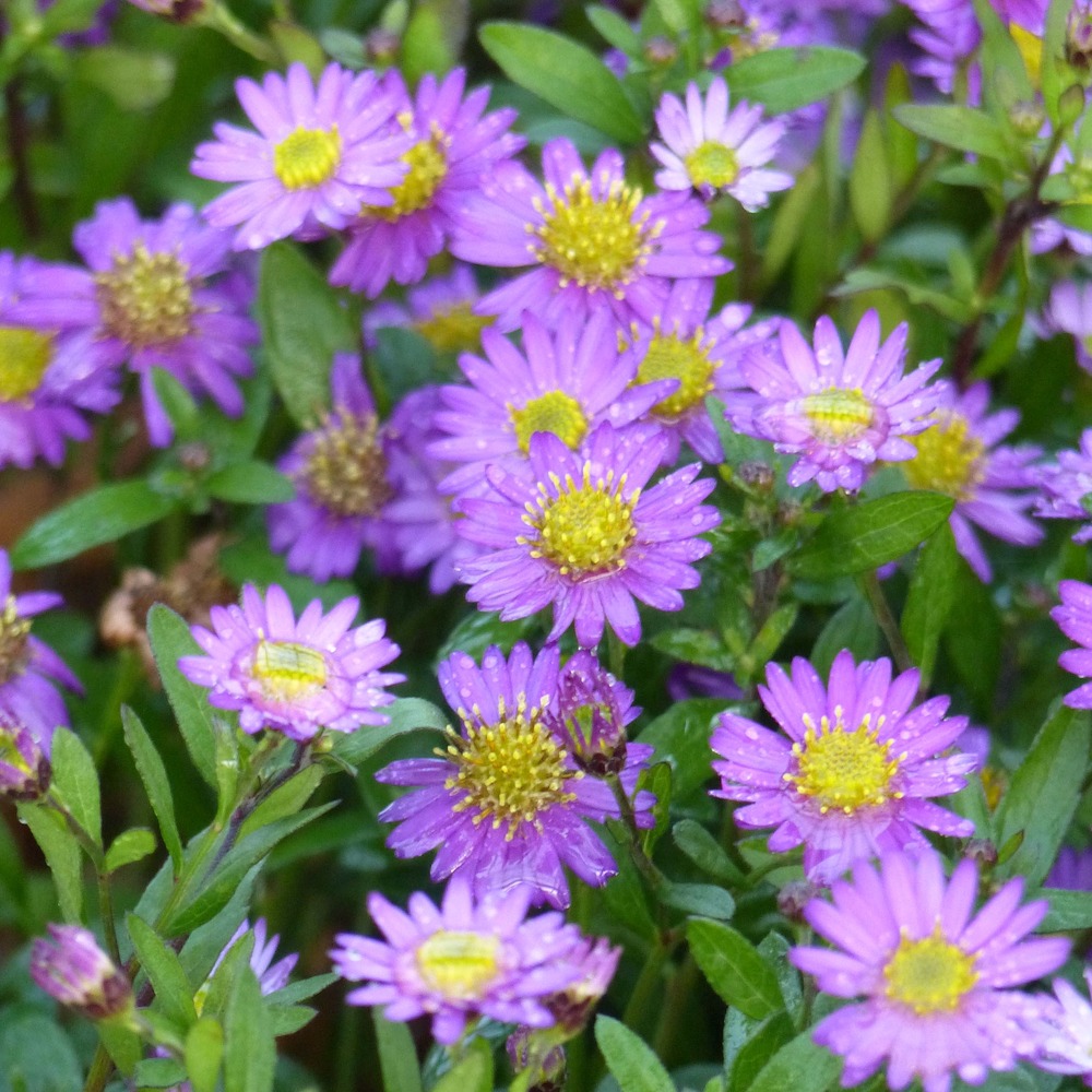 Aster ageratoides 'ezo murazaki' pot de 2l/3l