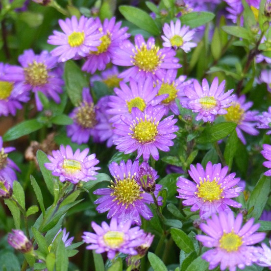 Aster ageratoides 'ezo murazaki' pot de 2l/3l