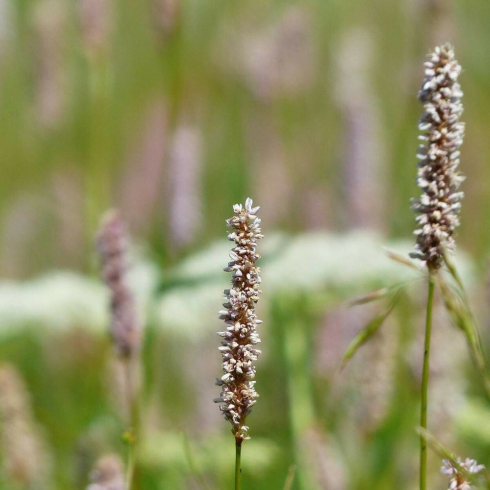 Persicaire alba junior® godet - 5/20 cm