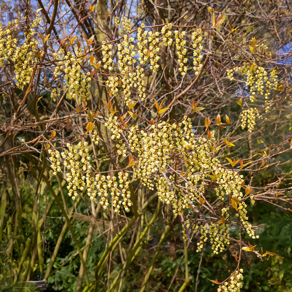 Stachyurus chinensis joy forever - le pot / 3l / hauteur livrée 30-40cm