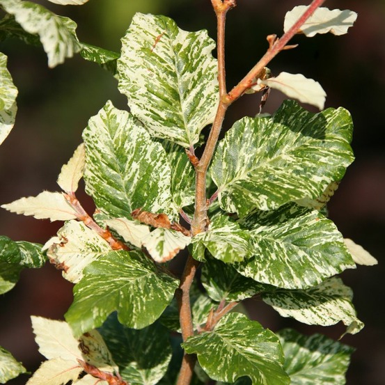 Hêtre 'marmor star' pot de 4l/5l
