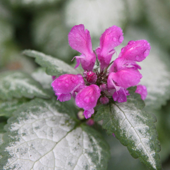 6 x lamier tacheté 'beacon silver' - lamium maculatum 'beacon silver' - godet 9cm x 9cm