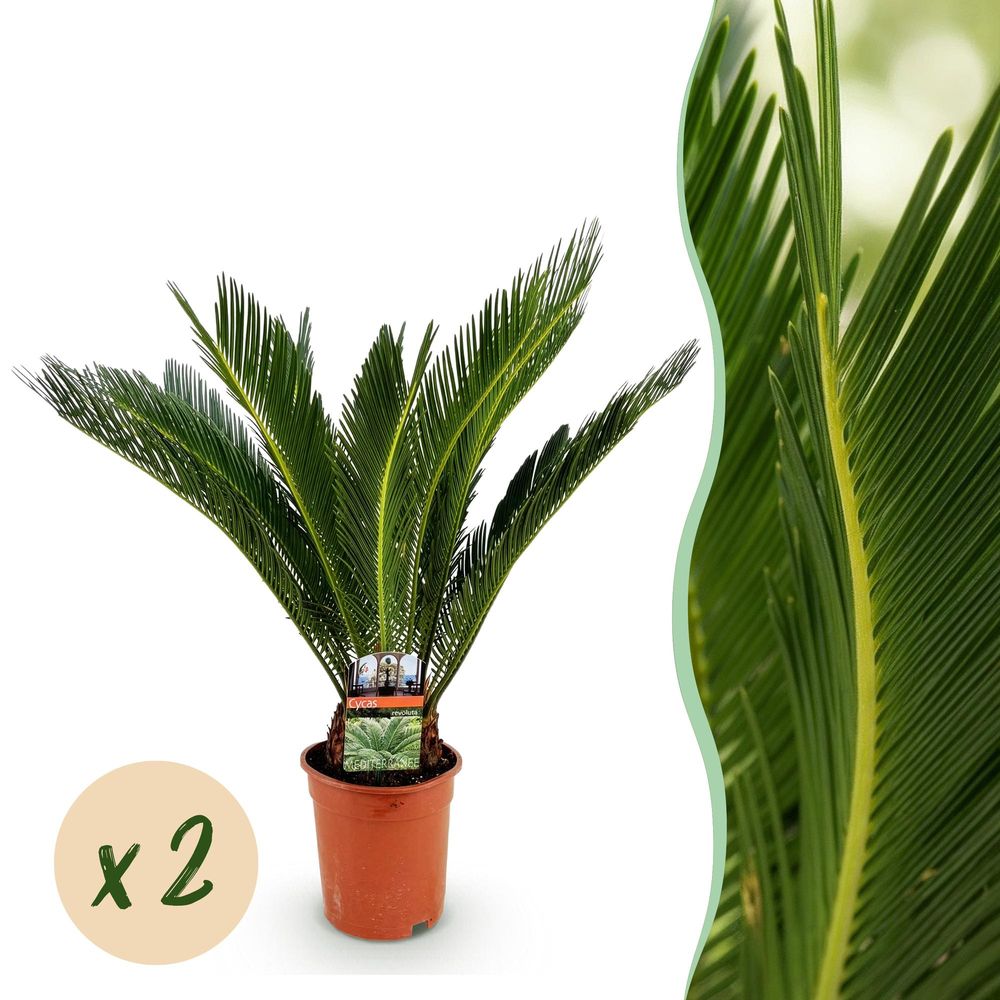 Cycas revoluta - palmier - pot de 17 cm - hauteur 55-65 cm - lot de 2 - plante d'extérieur