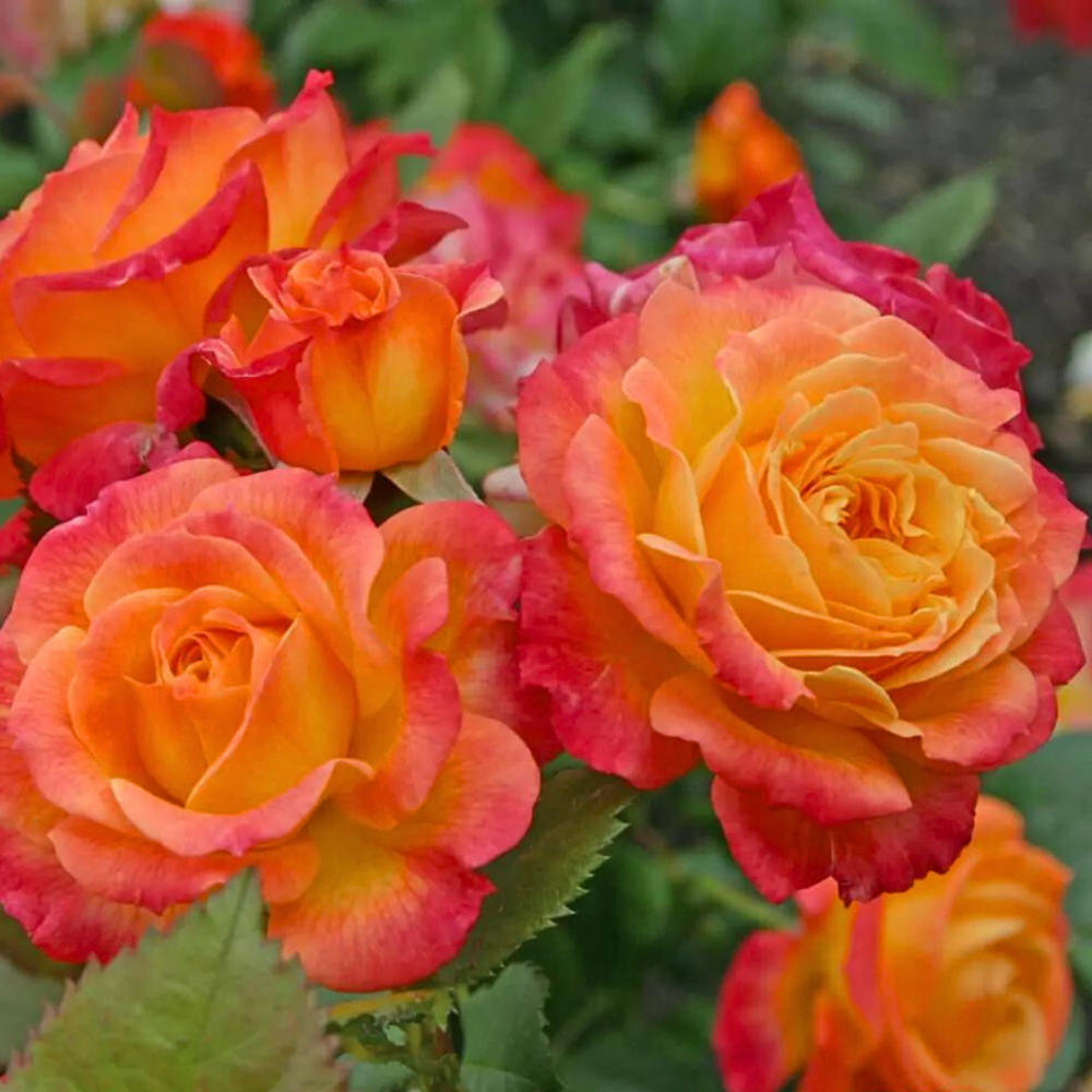 Rosier bicolore gartenspass floribunda orange - racines nues