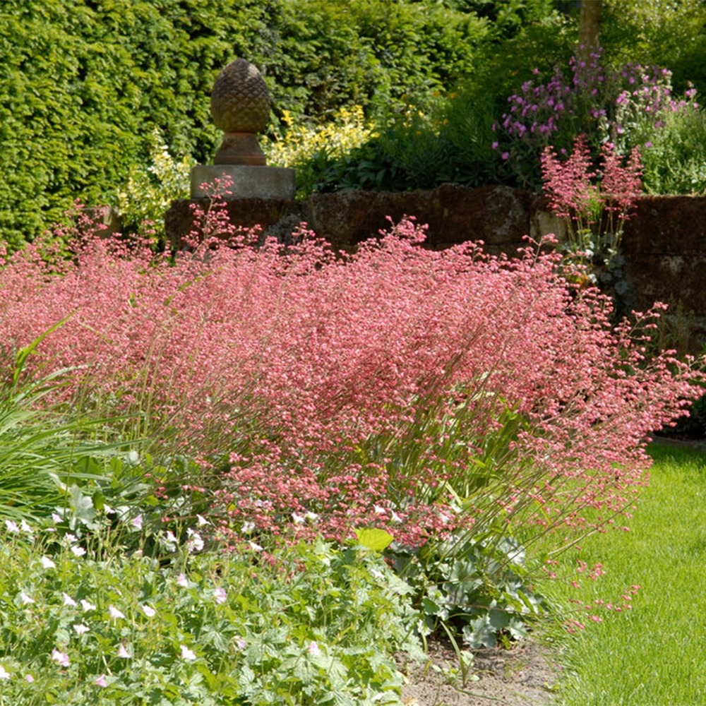 Heuchera sanguinea 'splendens' - heuchère - plantes de jardin - rustique - hauteur 10-20 cm