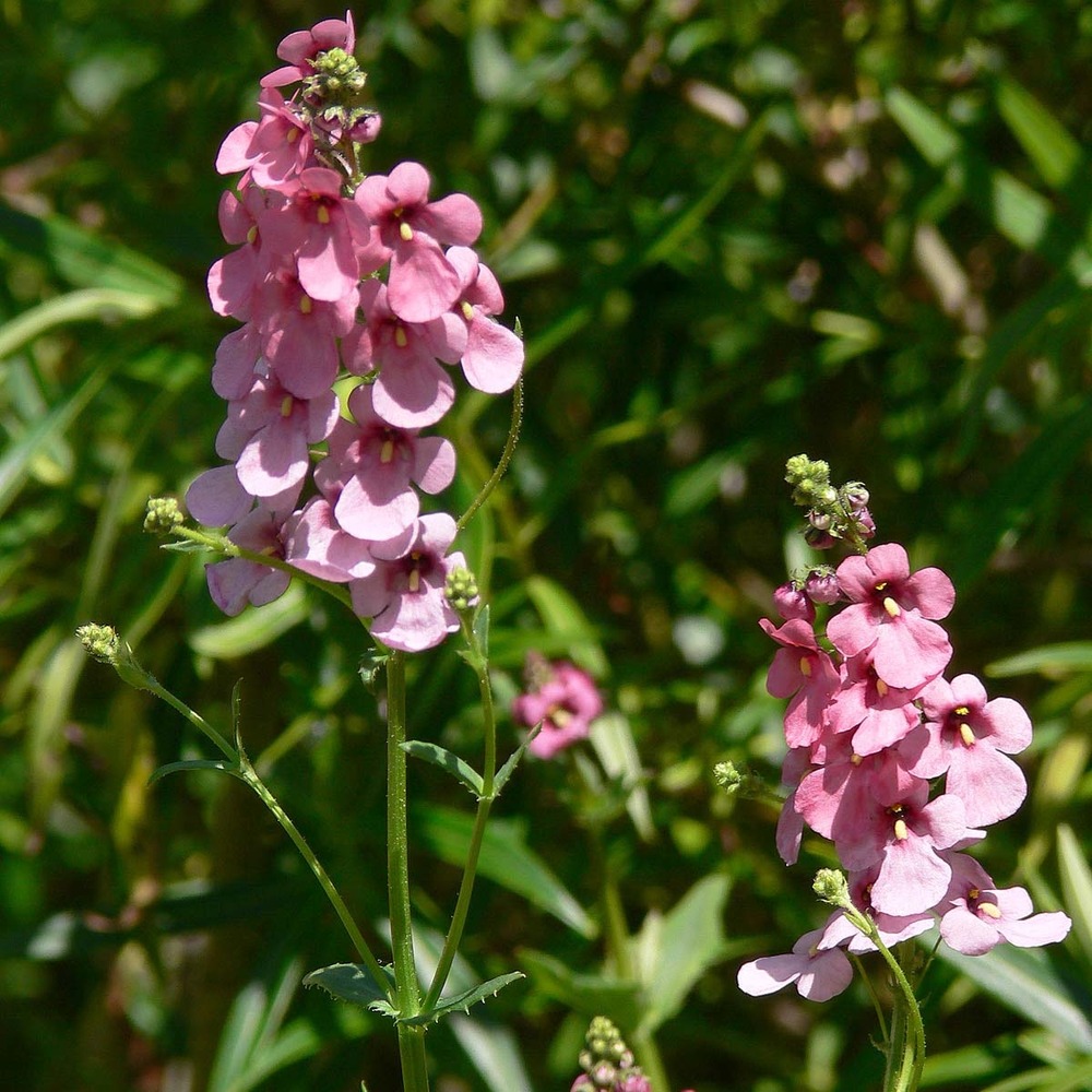 Diascia personata godet de 8/9 cm
