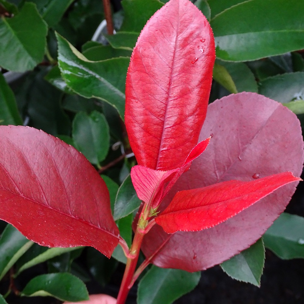 Photinia x fraseri 'camilvy' pot de 2l/3l