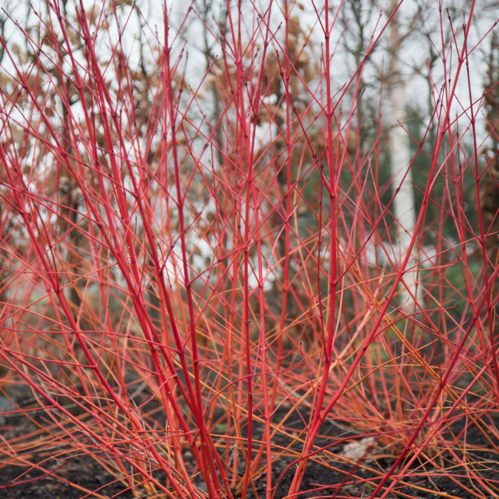 Cornouiller sanguin midwinter fire - cornus sanguinea midwinter fire 50/60 cm pot 3l