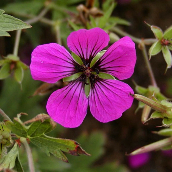 Géranium vivace psilostemon godet