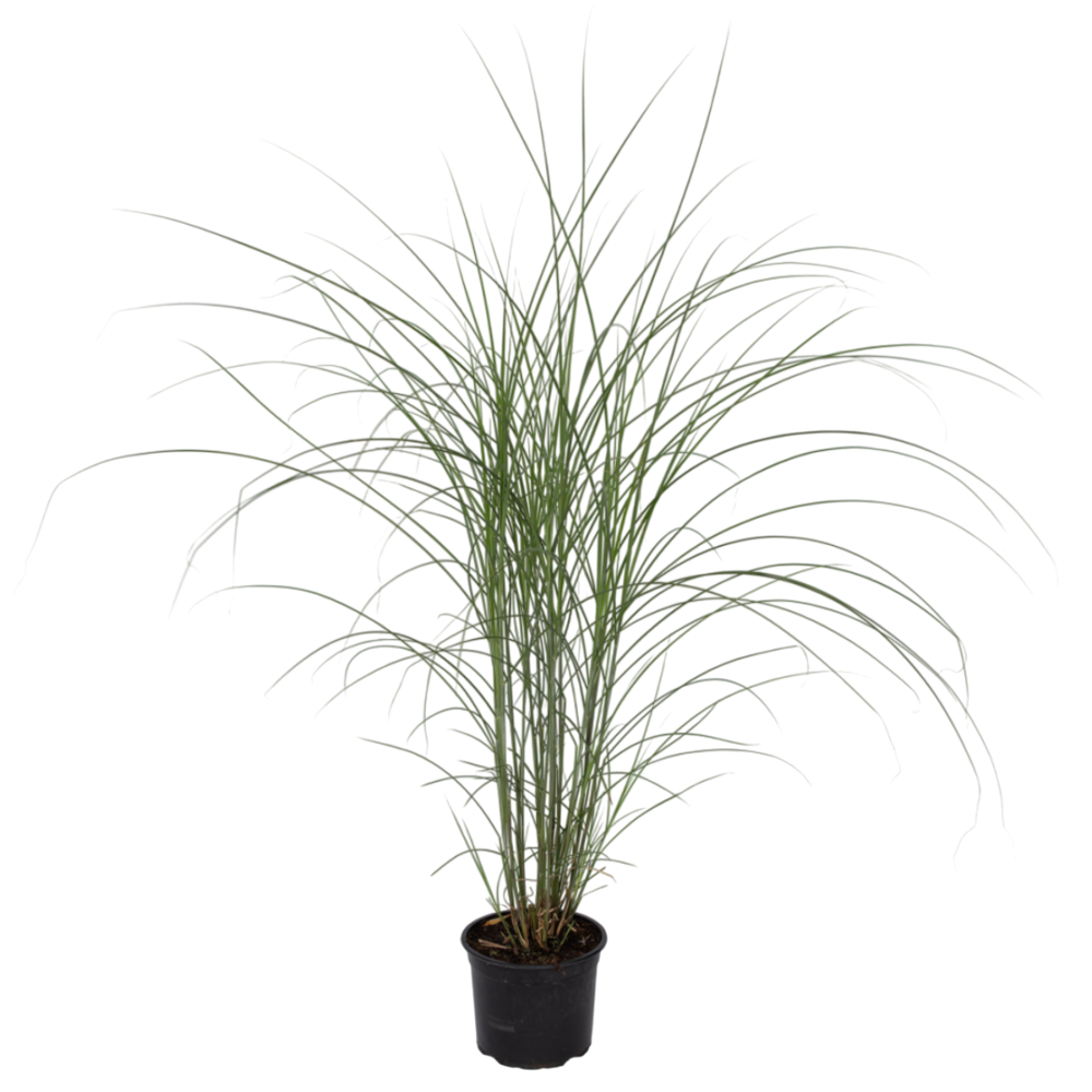 Roseau de chine - miscanthus sinensis 'kleine silberspinne - h20-30cm - ⌀23cm