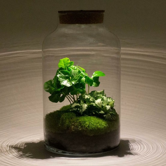 Kit terrarium diy - mila avec led caféier + fittonia - sans outil