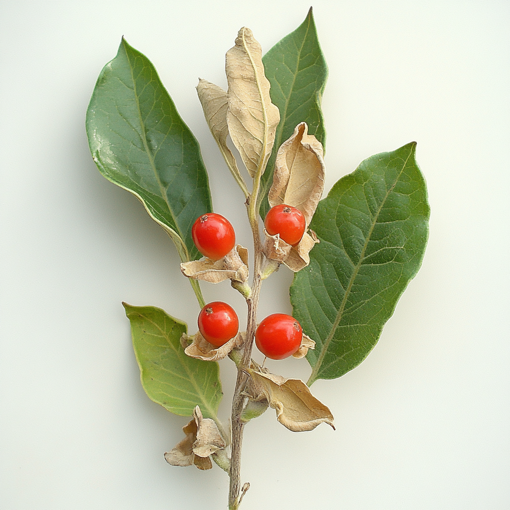 80 graines de ginseng indien (withania somnifera) - semisauvage permaculture