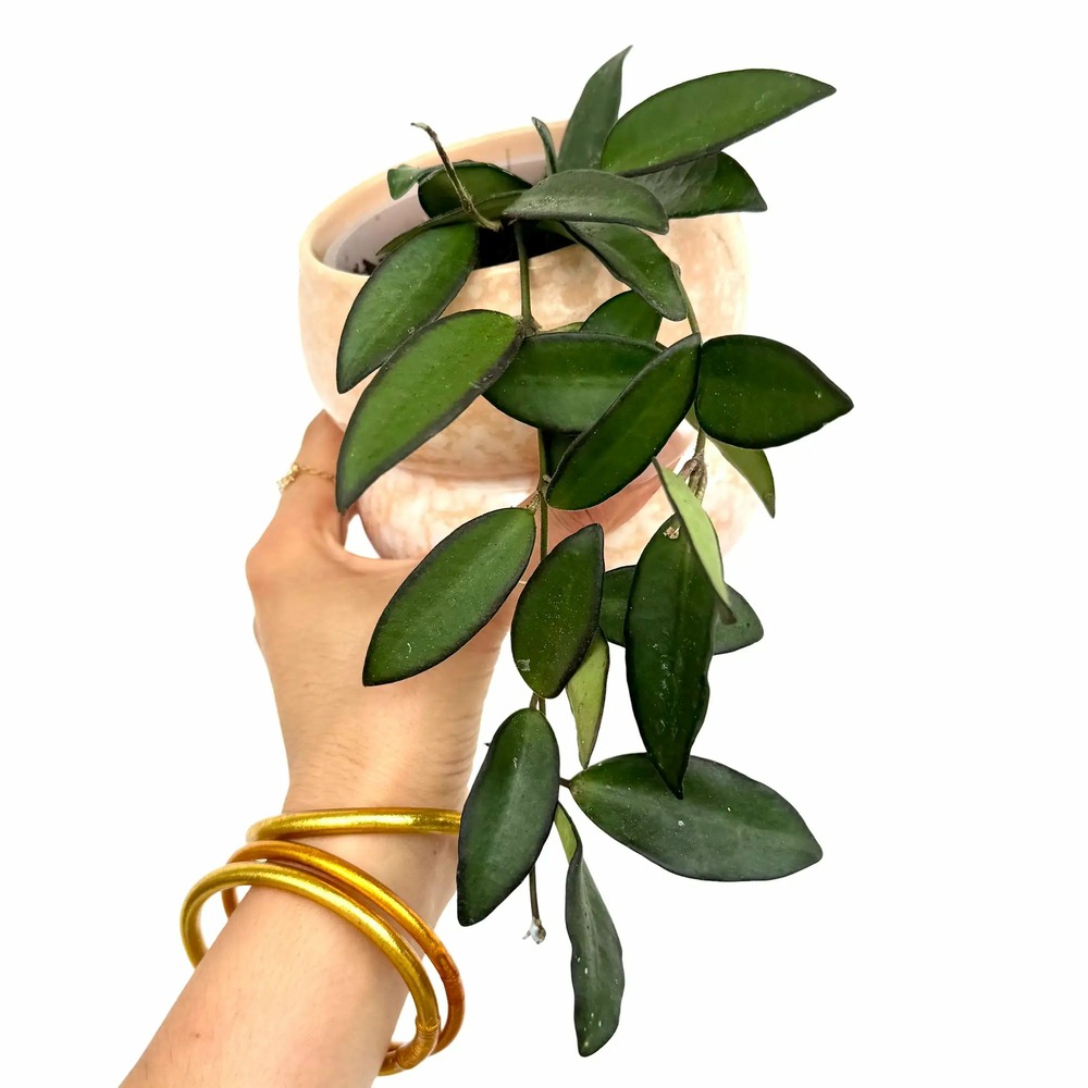 Hoya rosita - pot de 9cm