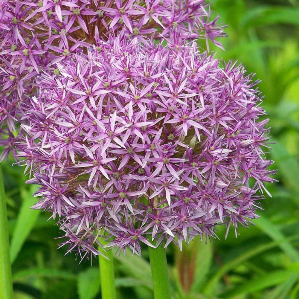 Ail d'ornement globemaster lot de 5 godets