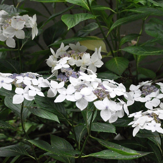 Hortensia 'lanarth white' pot de 2l/3l